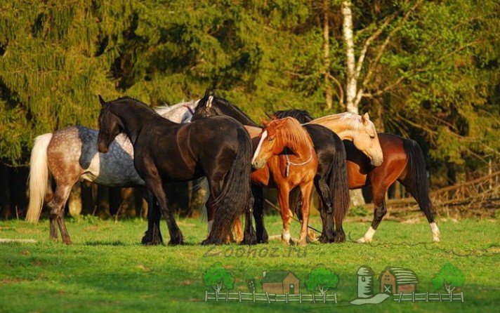 Спаровування диких і свійських коней: фото та відео