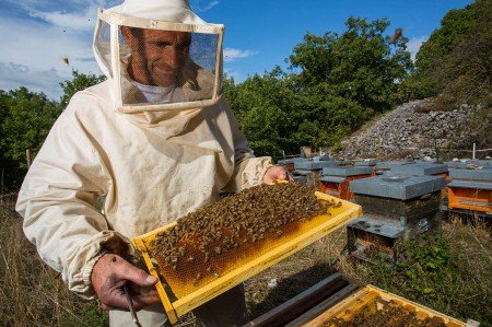 Бджільництво як бізнес: плани і розрахунки