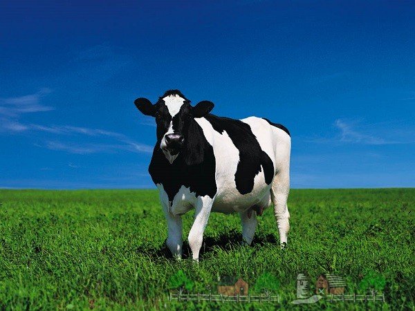 Сечовина в молоці корів: причини виникнення та її контроль