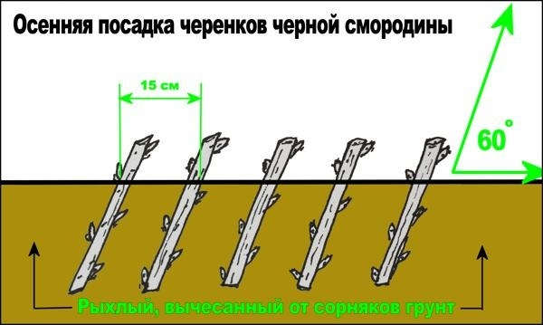 Чорна смородина   вирощування та догляд за саджанцями, які існують хвороби і шкідники