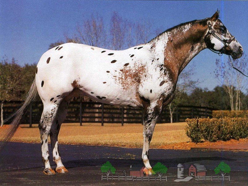 Огляд чубарой масті коня, її опис та фото