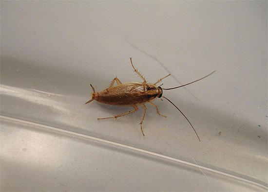 Як і чим морити тарганів Як і чим морити тарганів