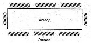 Боротьба з медведкою на городі восени і навесні народними засобами