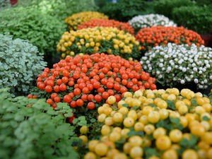 Вирощування і догляд за нертера в домашніх умовах