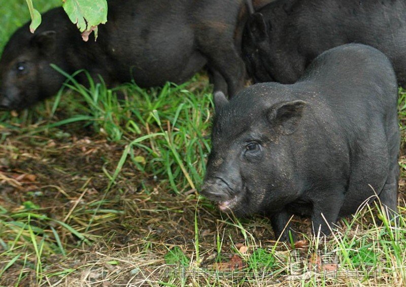 Раціон харчування і догляд за свинями вєтнамськими