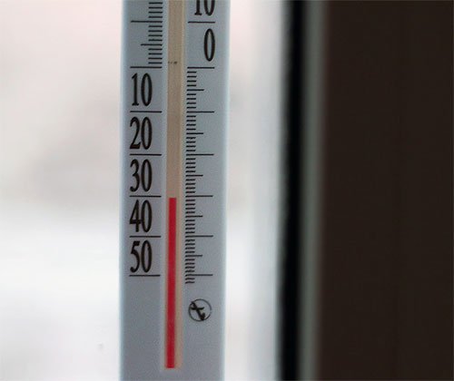 Чого бояться блохи і що вони не люблять найбільше