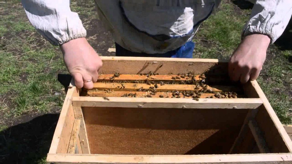 Що таке бджолопакет і як з нього пересадити бджіл у вулик