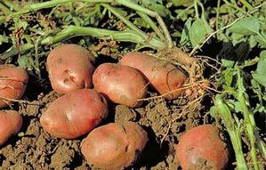 Період активної вегетації картоплі, капусти, яблуні – що це?