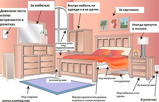 Від чого в будинку заводяться клопи і що робити, якщо вони раптом зявилися