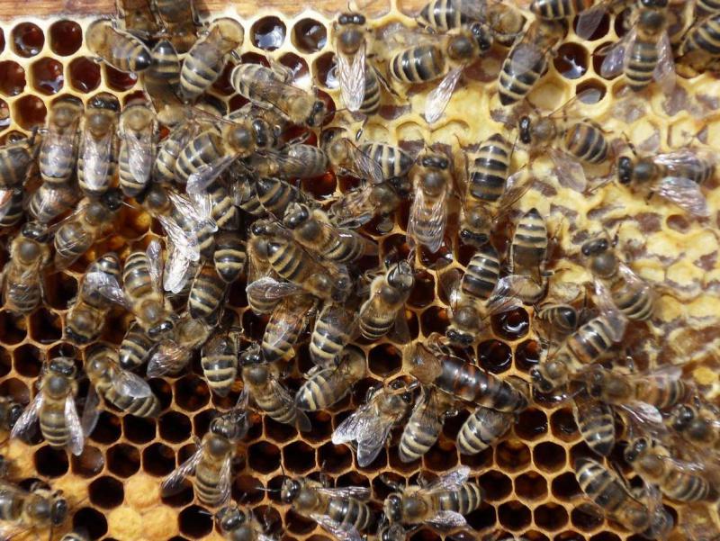 Яка порода бджіл краще: Карніка або Карпатка