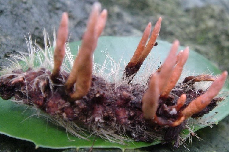 Гриб кордицепс – властивості, застосування, склад, дозування та протипоказання