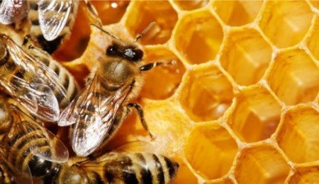 Діастазне число меду: визначення, таблиця