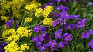 Як здійснюється посадка і подальший догляд за алиссумом (фото і відео матеріал)?