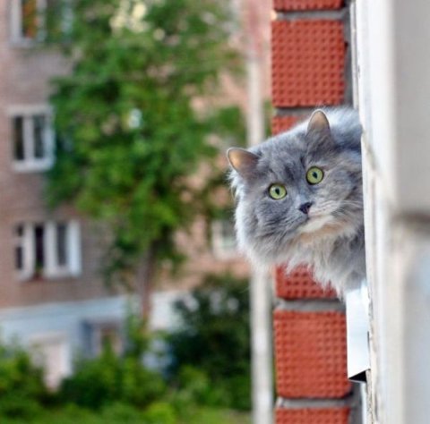 Чому молоді і старі кішки йдуть з дому   причини