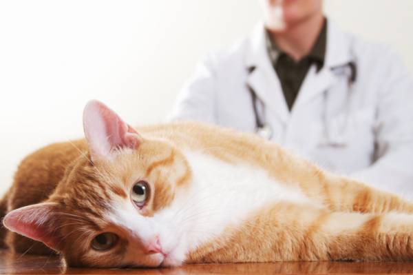 Мікози   грибкові захворювання у кішок у кішок