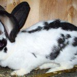Кролик породи Метелик: опис, фото і відео огляд