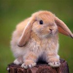 Утримання і догляд за карликовими кроликами: фото та відгуки