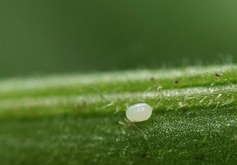 Картопляна міль та методи боротьби з нею Картопляна міль та методи боротьби з нею