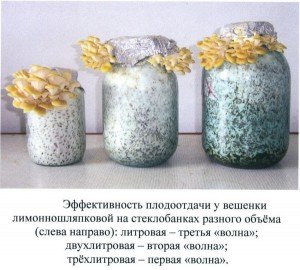 Вирощування грибів гливи в домашніх умовах