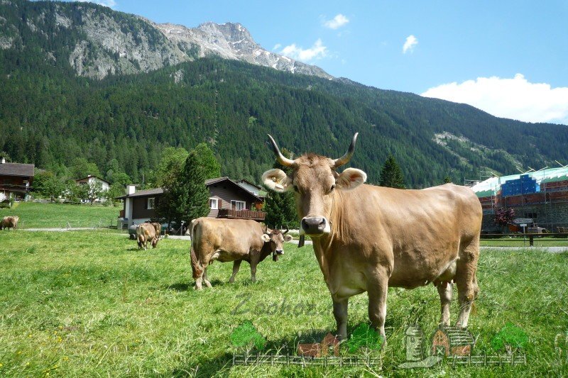 Раціон годівлі дійних корів: корисні поради і фото
