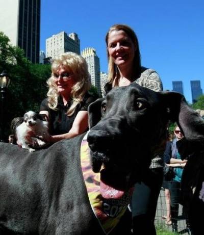 Найменша собака в світі: ТОП 3 рейтинг