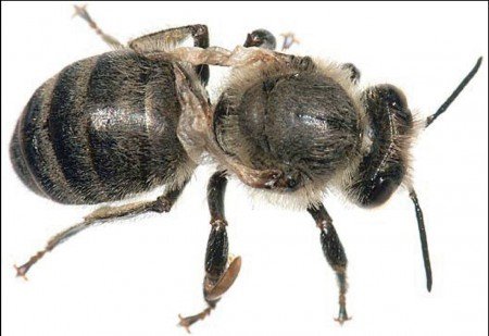 Вірусний параліч бджіл: ознаки і чим лікувати гостру хворобу