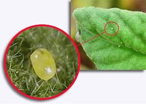 Картопляна міль та методи боротьби з нею Картопляна міль та методи боротьби з нею