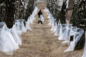 Як правильно здійснювати збір березового соку?