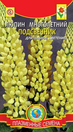 Посадка і подальший догляд за багаторічним люпином