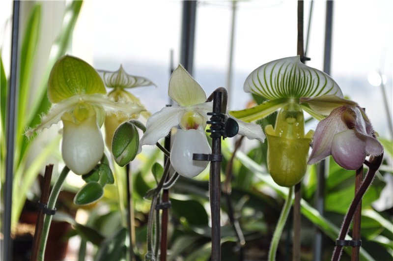 Вирощуємо орхідею Пафиопедилум: секрети догляду