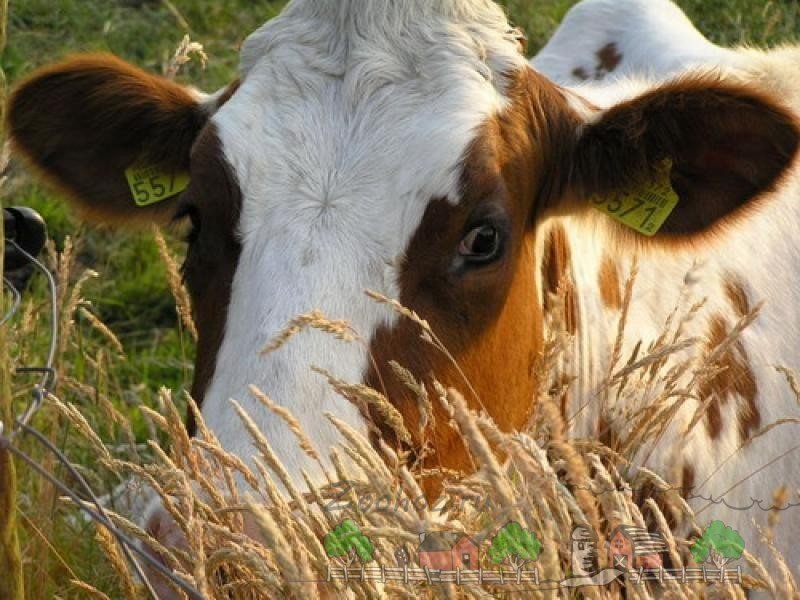 Годівля корів у домашніх умовах: огляд і раціон