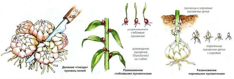 Коли можна пересаджувати лілії – навесні чи восени?