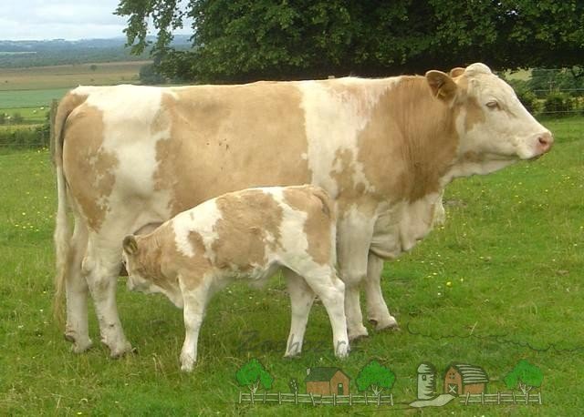 Огляд симентальської породи корів, їх фото та відео