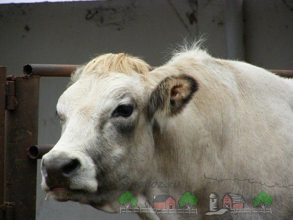 Різноманітні породи биків, їх фото і відео огляд