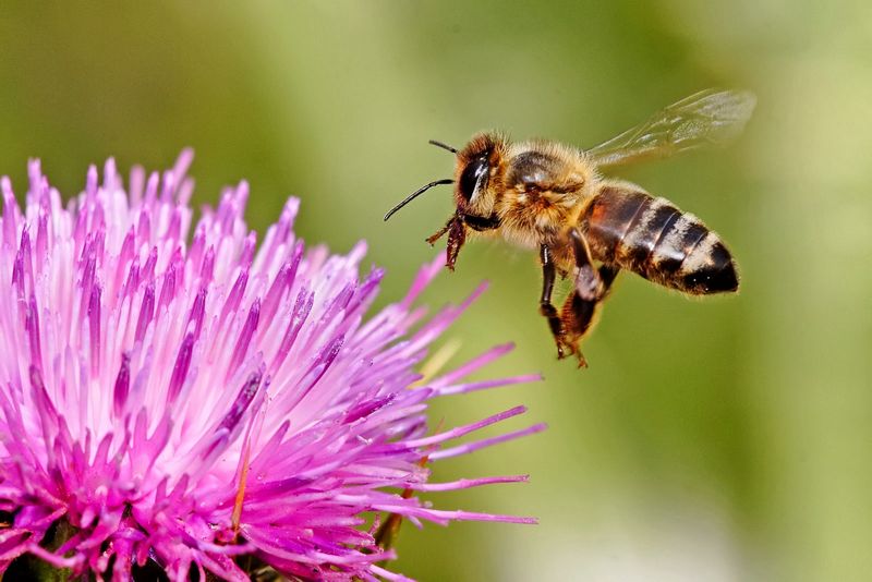 Яку користь приносять бджоли рослинам збираючи нектар