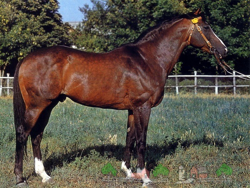 Англійська чистокровна порода коней, її огляд і фото