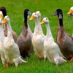 Домашні породи качок: їх огляд, опис та фото