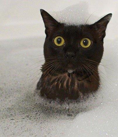 Блохи у кота: що робити? Блохи у кота: що робити?