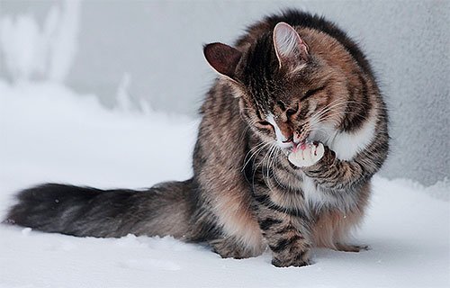 Блохи у кота: що робити? Блохи у кота: що робити?