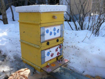 Бджоли взимку: що роблять, де сплять, зимують (фото, відео)