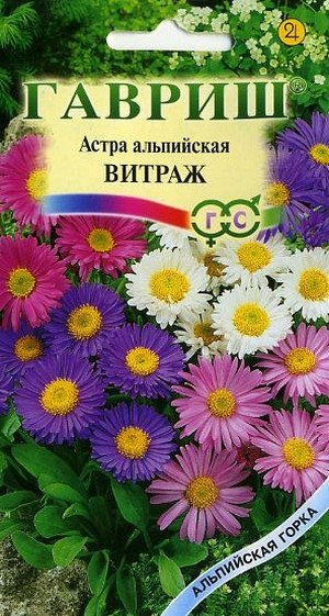 Вирощування багаторічної айстри альпійської з насіння, поділом куща і вегетативно