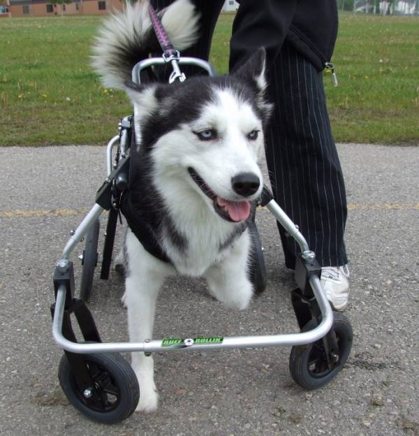 Коляска для собак: огляд інвалідних і прогулянкових варіантів
