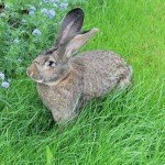 Кролик породи Сірий велетень: опис, фото і відео огляд