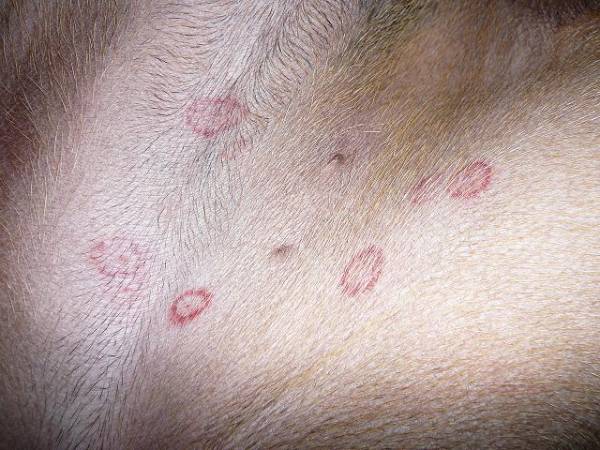 Дерматомікози у собак та їх прояви