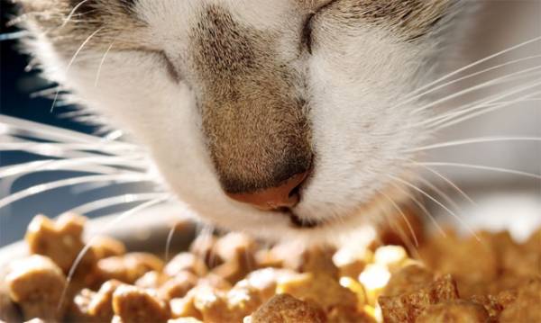 Гінгівіт у кішок   докладно про запаленні ясен