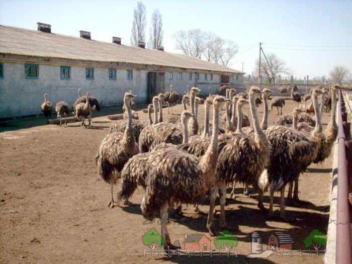 Розведення та утримання страусів в домашніх умовах