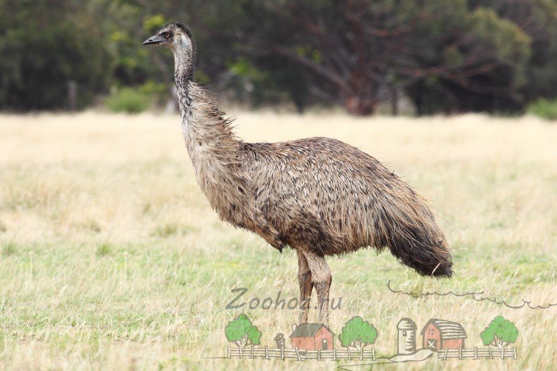 Австралійський страус Ему: його середовище проживання і фото