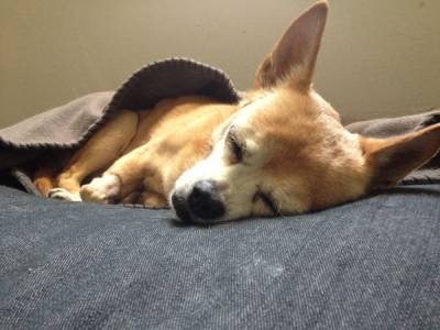 Хвороби нирок у собак: симптоми і лікування