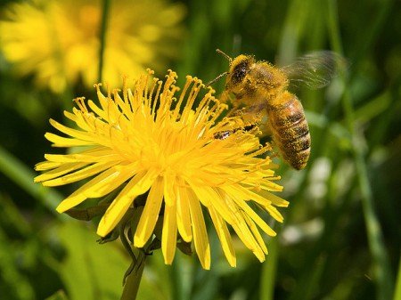 Роль бджіл у запиленні рослин і як змусити збирати пилок
