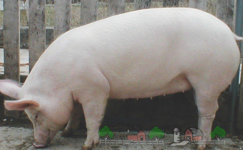 Огляд великої білої породи свиней Йоркшир: фото та відео